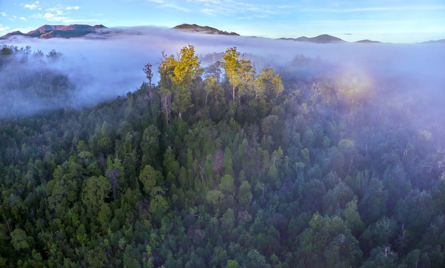 The ancient forests, mountains and coastline of takayna urgently need protection as a World Heritage-listed National Park, returned to Aboriginal ownership.