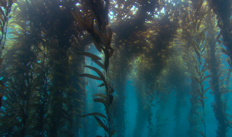 Floating Seaweed