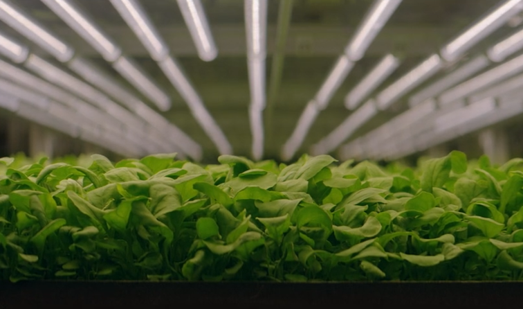 Food Security And Urban Farming – Geography – Years 9&10