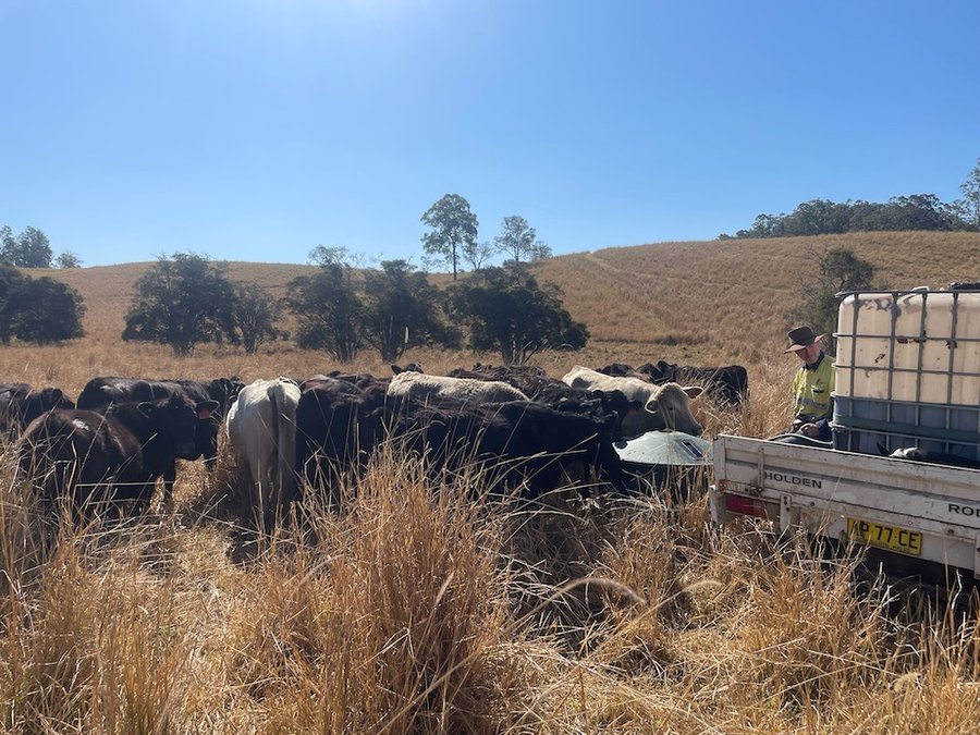 Lignified grass and feeding molasses
