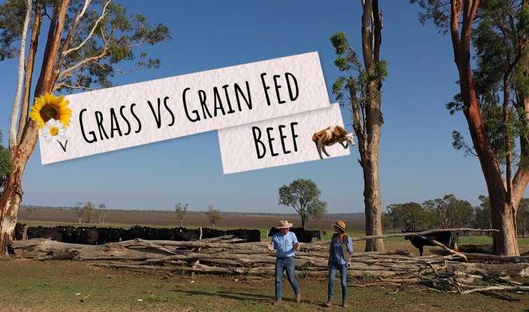 Grass Vs Grain Fed