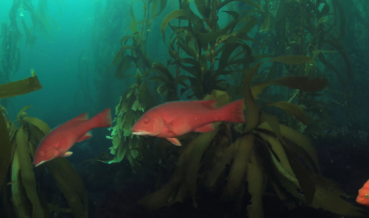 Seaweed In The Food Chain – Science – Year 8_option 2