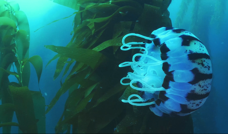 The Seaweed solution _Maths 8&9