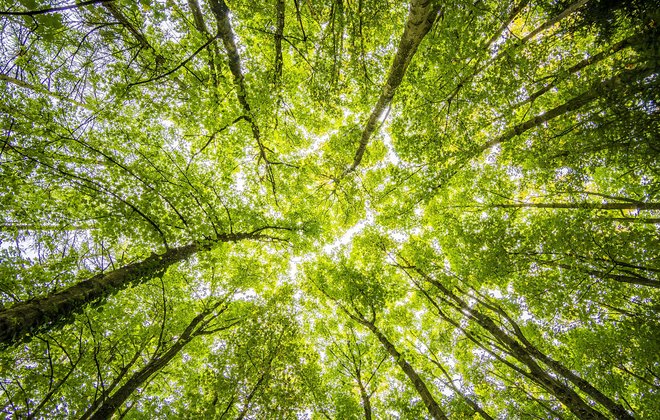Forest canopy